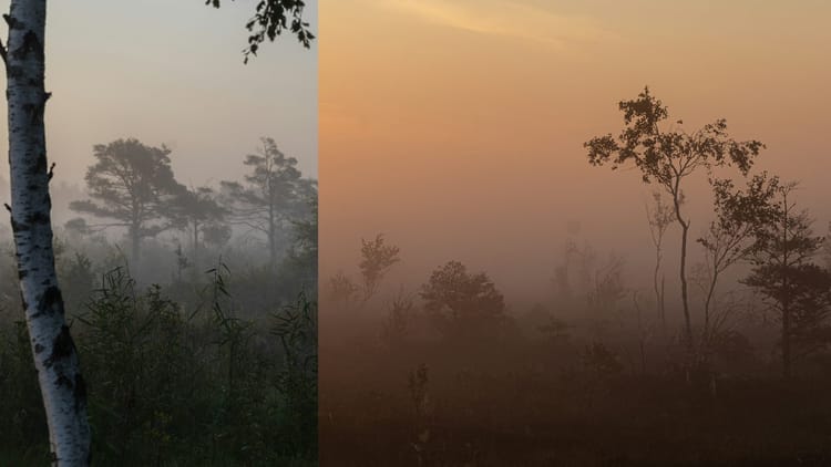 AI Savanna