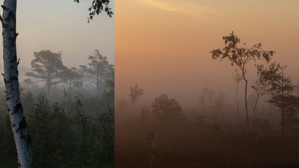 AI Savanna